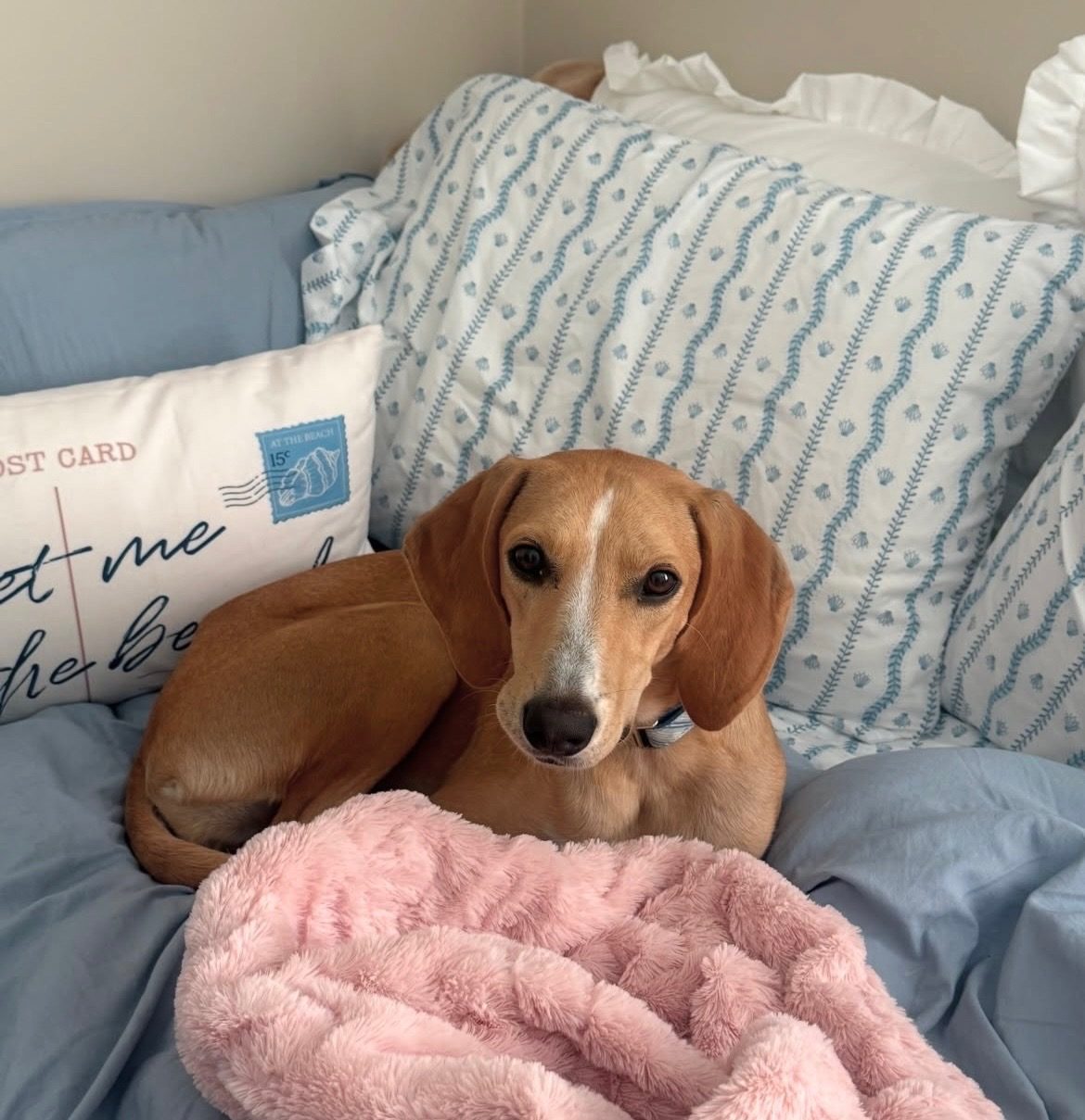 June resting on the bed